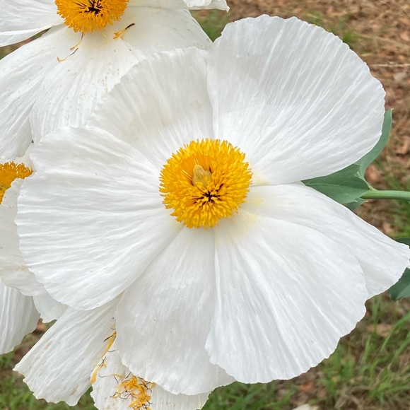 Meet your Posher, Aly - Picture 1 of 1